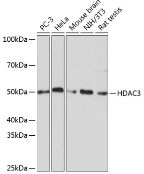 HDAC3 Rabbit mAb