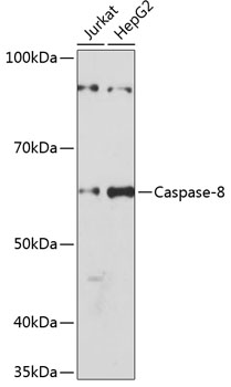 [KO Validated] Caspase-8 Rabbit mAb