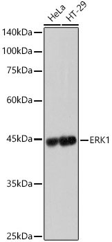 [KD Validated] ERK1 Rabbit mAb