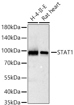 STAT1 Rabbit mAb