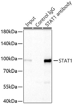 STAT1 Rabbit mAb