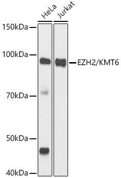 EZH2/KMT6 Rabbit mAb