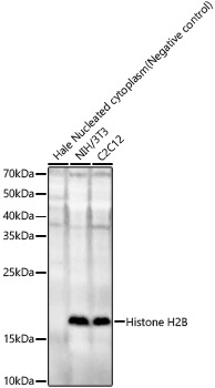 Histone H2B Rabbit pAb