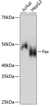 Fas Rabbit mAb