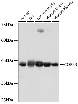 COPS3 Rabbit mAb