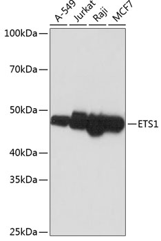 ETS1 Rabbit mAb