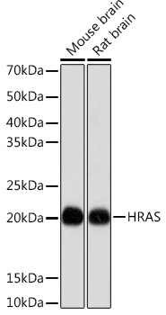 HRAS Rabbit mAb