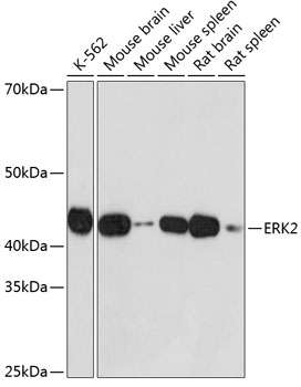 ERK2 Rabbit mAb