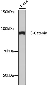 [KO Validated] β-Catenin Rabbit mAb