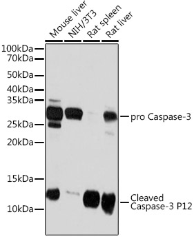 Caspase-3 Rabbit mAb