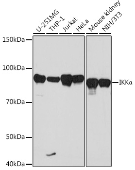 IKKα Rabbit mAb