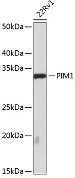 PIM1 Rabbit mAb