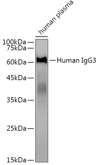 Human IgG3 Rabbit mAb