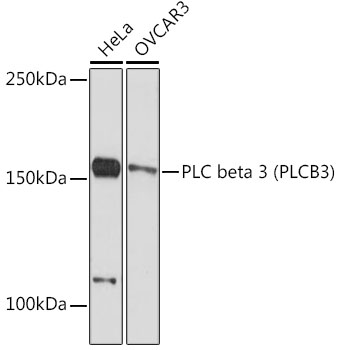 PLC beta 3 (PLCB3) Rabbit mAb