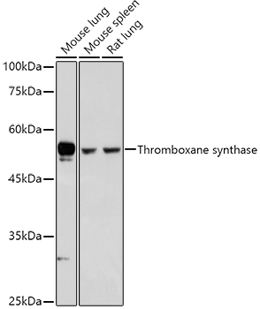 Thromboxane synthase Rabbit pAb