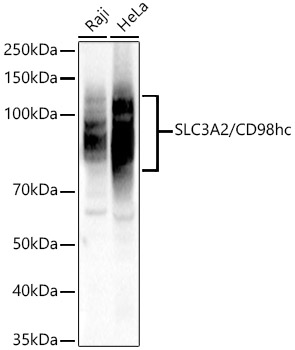 SLC3A2/CD98hc Rabbit pAb