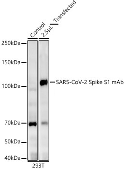 SARS-CoV-2 Spike S1 mAb