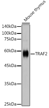 TRAF2 Rabbit pAb