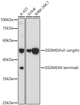 GSDMD (Full length+N terminal) Rabbit pAb