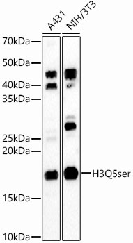 H3Q5ser Rabbit pAb