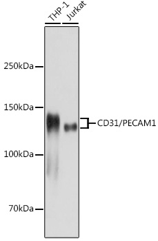 CD31/PECAM1 Rabbit mAb