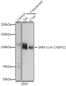 SARS-CoV-2 NSP12 Rabbit pAb