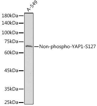 Non-phospho-YAP1-S127 Rabbit pAb