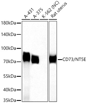 CD73/NT5E Rabbit pAb