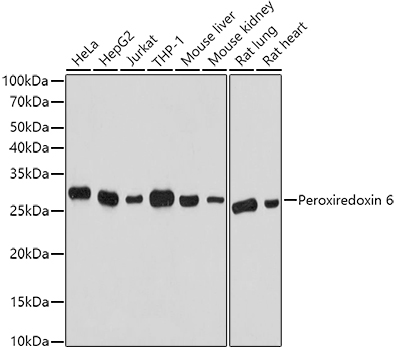 Peroxiredoxin 6 Rabbit pAb