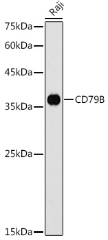 CD79B Rabbit pAb