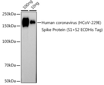 HCoV-229E Spike S2 Rabbit pAb
