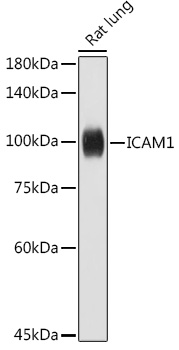 ICAM1 Rabbit pAb