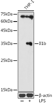 IL1β Rabbit pAb