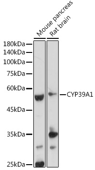 CYP39A1 Rabbit pAb