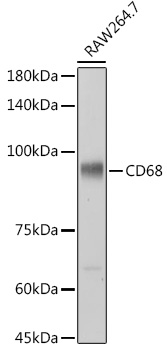 CD68 Rabbit pAb