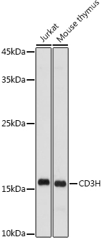 CD3H Rabbit pAb