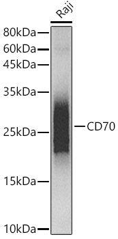 CD70 Rabbit mAb