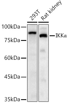 IKKα Rabbit pAb