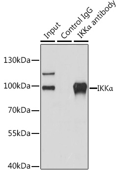 IKKα Rabbit pAb