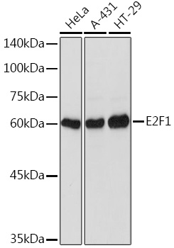 E2F1 Rabbit pAb