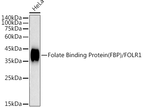 Folate Binding Protein(FBP) / FOLR1 Rabbit mAb