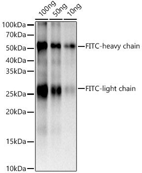 FITC/5-FAM/6-FAM Rabbit mAb