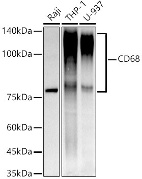 CD68 Rabbit mAb