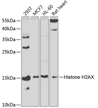 Histone H2AX Rabbit pAb