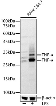 TNF-α Rabbit pAb