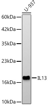 IL13 Rabbit pAb