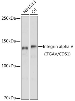 Integrin alpha V (ITGAV/CD51) Rabbit pAb