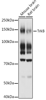 TrkB Rabbit pAb