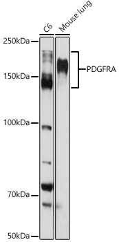 PDGFR alpha Rabbit pAb