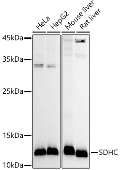 SDHC Rabbit pAb